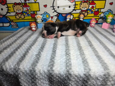 Hobbs 2 Weeks