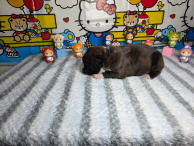 Hobbs 2 Weeks