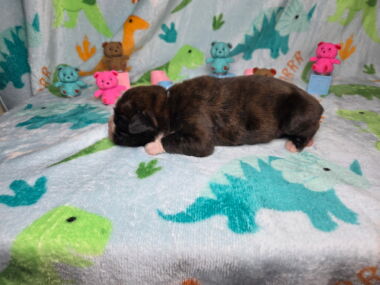 Hobbs 1 Week