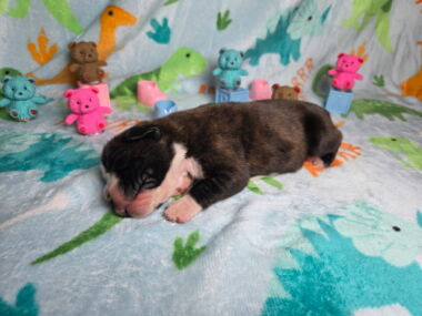 Hobbs 1 Week