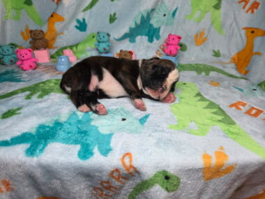 Hobbs 1 Week