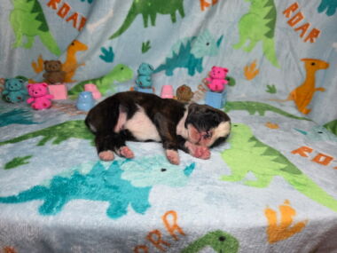 Hobbs 1 Week