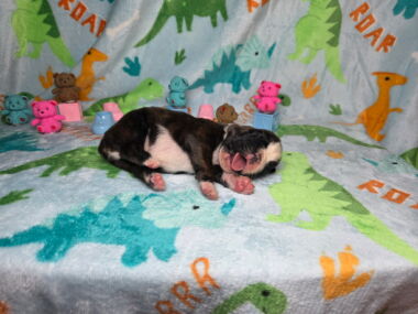 Hobbs 1 Week