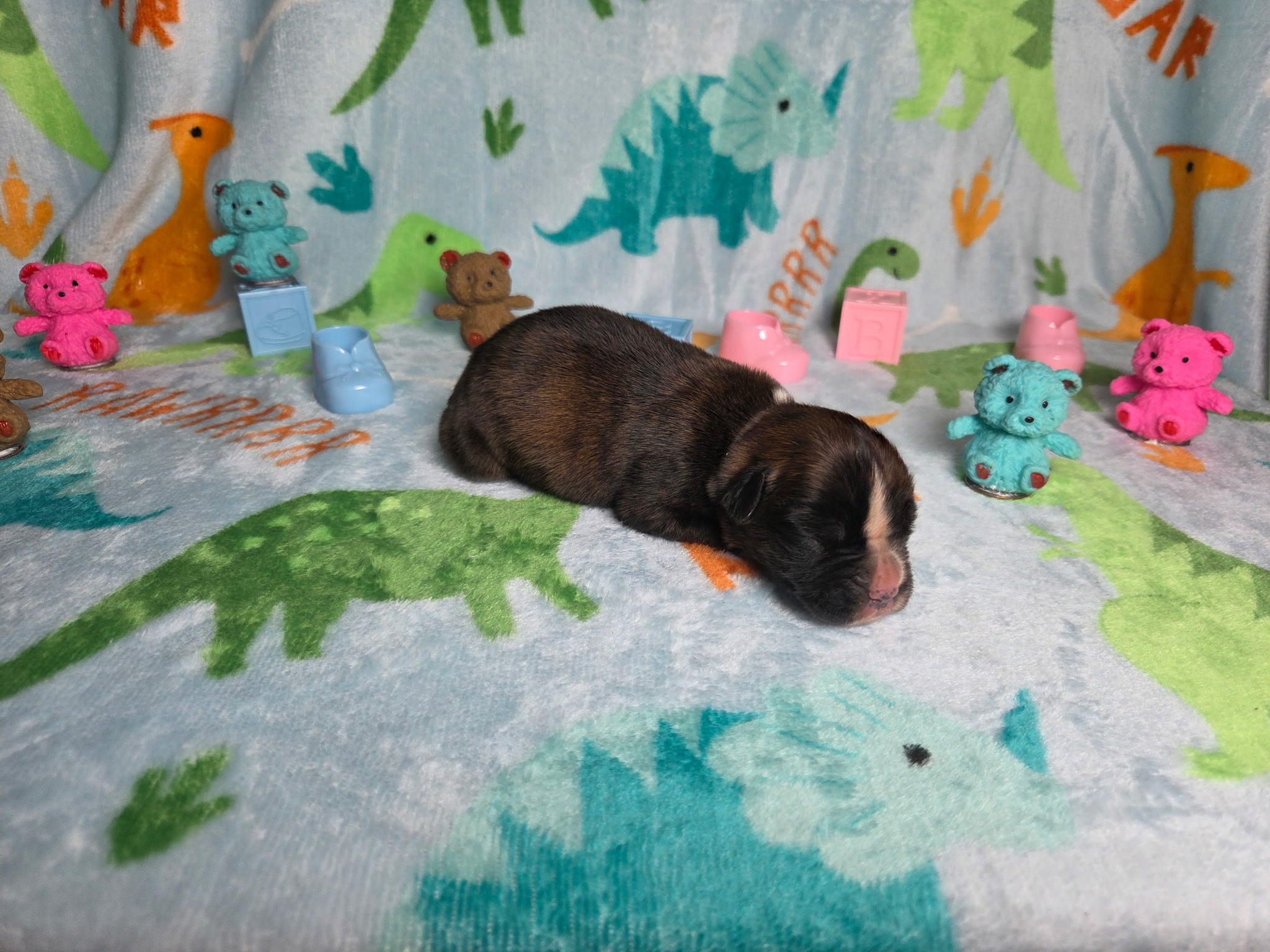 Letty 1 Week