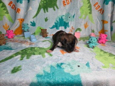 Letty 1 Week