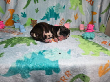 Letty 1 Week