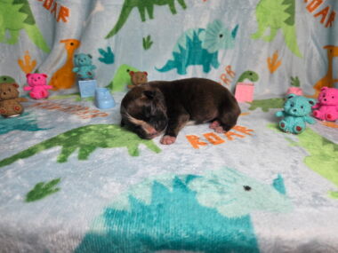 Letty 1 Week