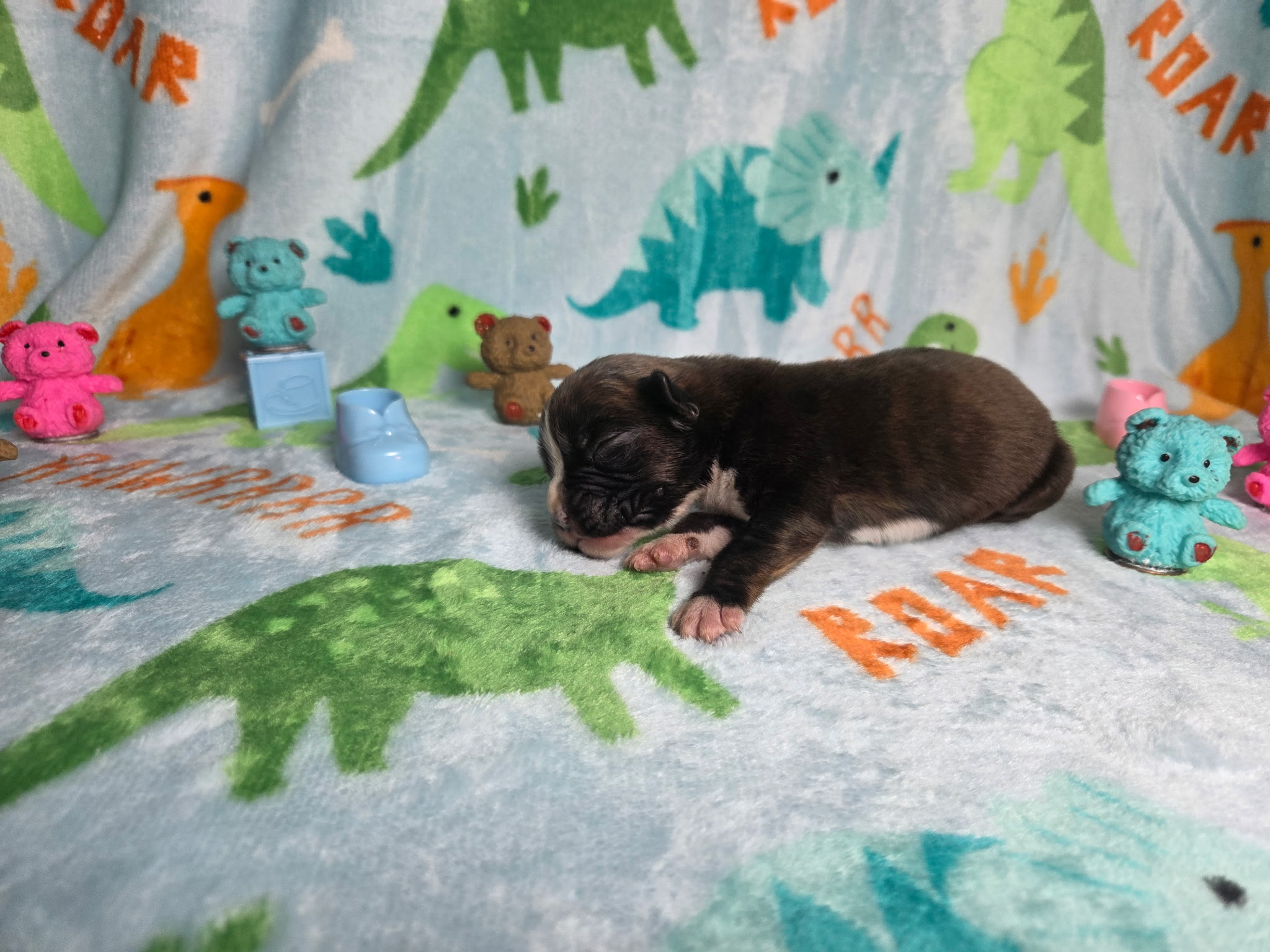 Letty 1 Week