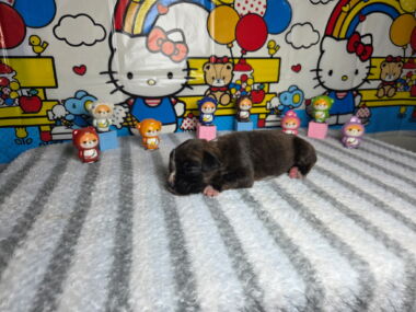 Letty 2 Weeks