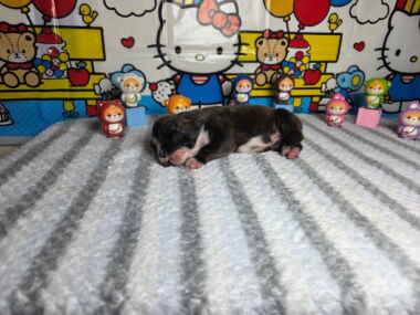 Letty 2 Weeks