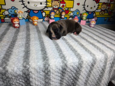 Letty 2 Weeks
