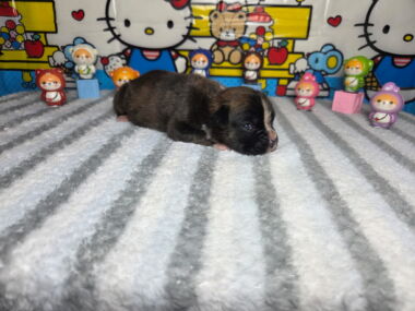 Letty 2 Weeks