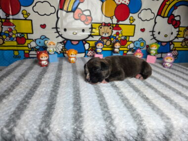Letty 2 Weeks