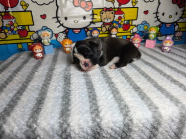 Mia 2 Weeks