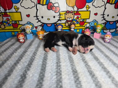 Ramsey 2 Weeks