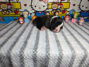 Ramsey 2 Weeks