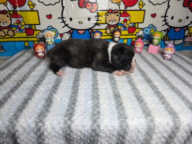 Ramsey 2 Weeks
