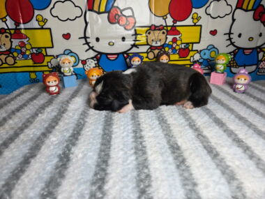 Ramsey 2 Weeks