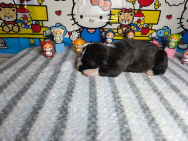 Ramsey 2 Weeks