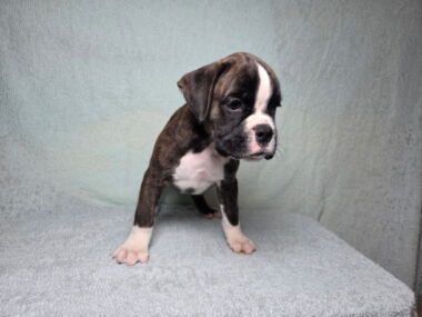 Dom 8 Weeks