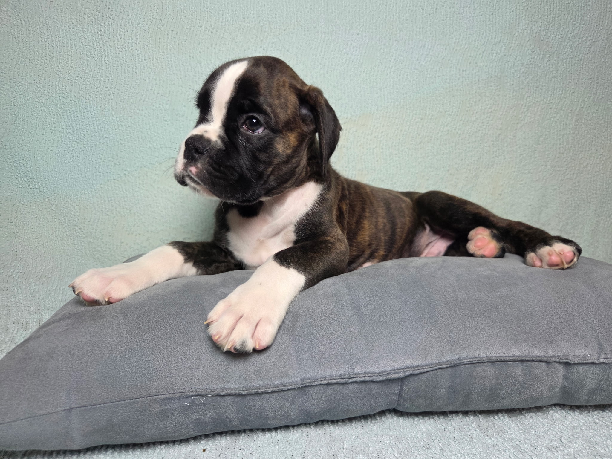 Dom 8 Weeks