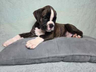 Dom 8 Weeks