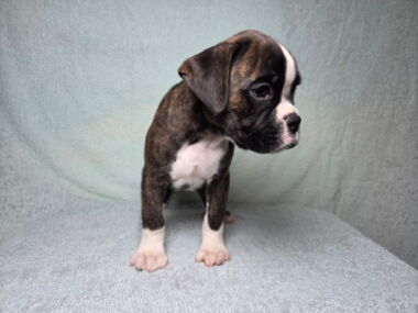 Dom 8 Weeks