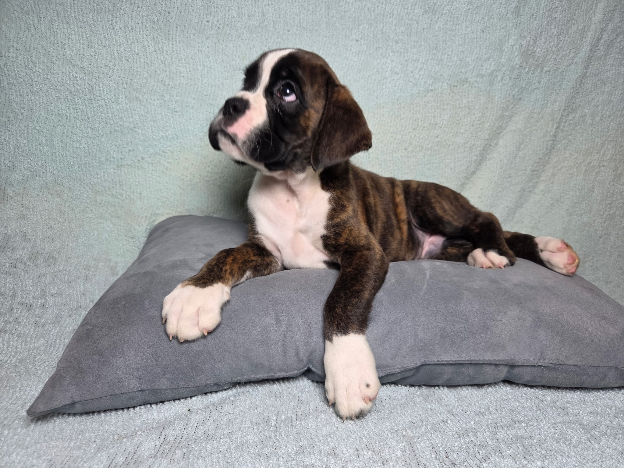 Hobbs 8 Weeks
