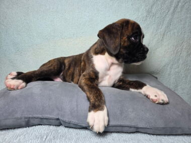 Hobbs 8 Weeks