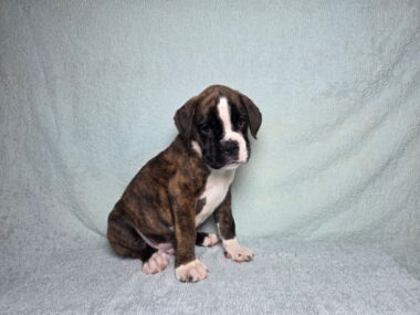Hobbs 8 Weeks