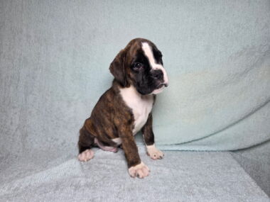 Hobbs 8 Weeks