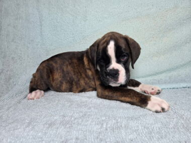 Hobbs 8 Weeks